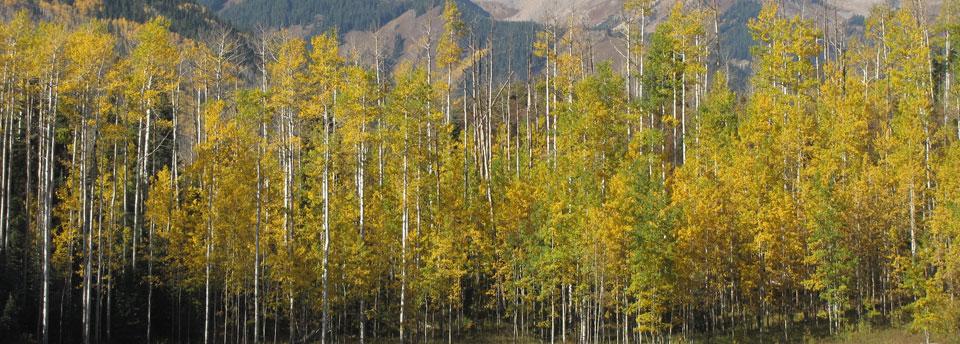 Aspens