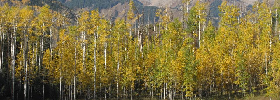 Aspens